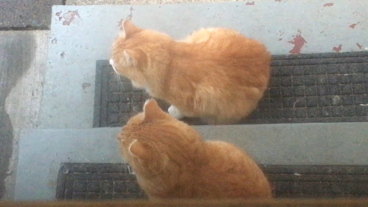 cat condo 2 mod apk M3FC 0435 Skittie Kitty and Squinty hiding out on the kitchen porch