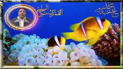 سورة  الممتحنة     -* قالون عن نافع المدني -- الشيخ منير السليتي