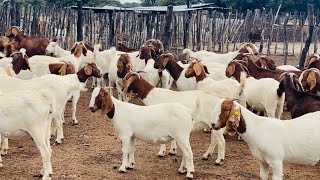 How to select breeding stock in Boer Goat farming. Visiting Katjiova quality breeders.