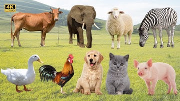 🎶 “Âm Thanh Nông Trại Cưng Xỉu! 🐥🐮 Vịt, Bò, Chó, Gà, Heo, Cừu, Mèo Hòa Ca Vui Nhộn!”