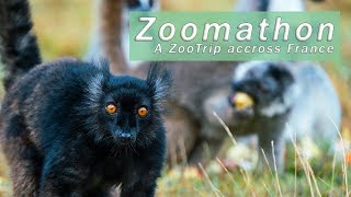 Zoomathon - A Zoo Trip accross France