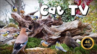 Cat TV for Cats to Watch 🐈 - BIRDIES & JAY 🐦‍⬛ (4K) by Birdies Buddies 2,560 views 1 month ago 8 hours, 11 minutes