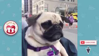 Cutest and Funny Pugs EVER - Cute Animal Videos