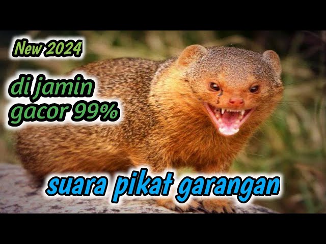 suara pikat garangan, ampuh 99% gacor... class=