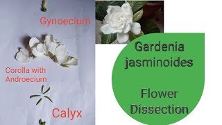 Flower Dissection | Rubiaceae Family| Gardenia jasminoides| PRS Biology