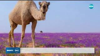 Арабската Пустиня Цъфна В Розов Цвят ?