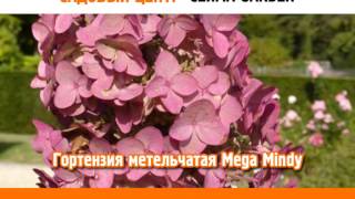 видео Выращивание саженцев плодовых пород » Садоводу, дачнику, огороднику.