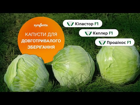 Видео: Капуста Кеплер, Продікос і Кіластор. Капусти для довготривалого зберігання