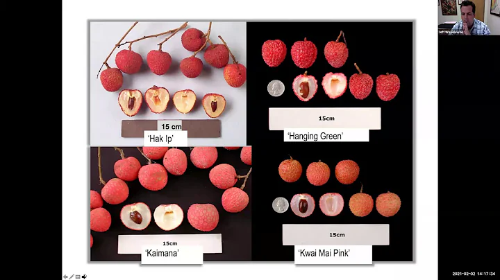 Tropical Fruit Tuesdays: Growing Lychees in South Florida - DayDayNews