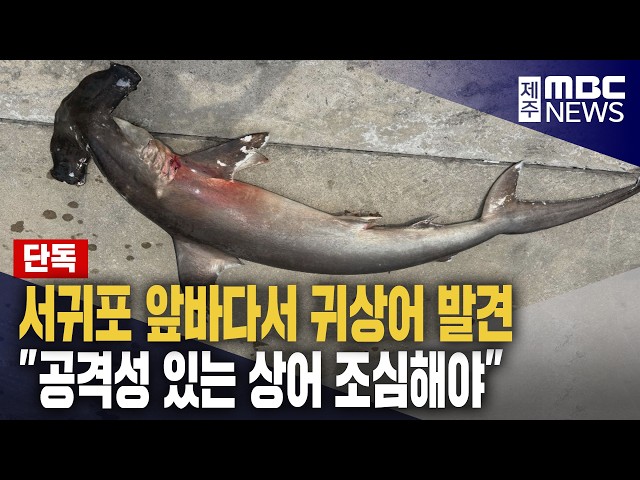 [단독] 서귀포 문섬 앞바다에서 귀상어 발견