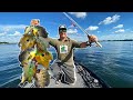 GIANT Summer Panfish CATCH CLEAN & COOK!!! (Delicious)