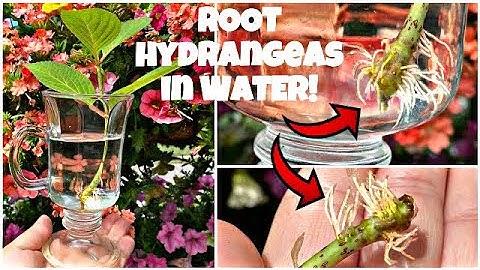 Propagate HYDRANGEAS in WATER! No hormones. No mist system. No humidity dome.