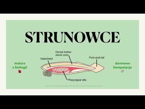 #27 Strunowce - 4 cechy charakterystyczne, podział, lancetnik, osłonice - budowa 🌊 matura z biologii