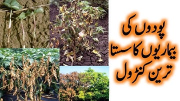 Control of chilli root rot | mango decline | Guava decline | Cotton wilt | Trichoderma Capsules