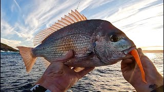 Snapper on Plastics. The Highs and Lows of Chasing Big Red