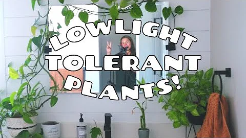 10 ACTUALLY Low Light Houseplants | Low Light Tolerant Indoor Plants!