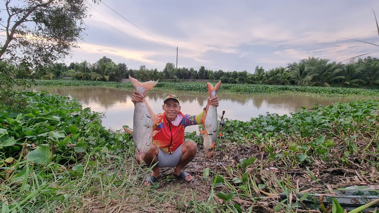 Ngày đi câu cá Tra sông ở Tân Hưng Long An, Tập 60 - Hậu Cao Lãnh