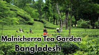 মালিনীছড়া বাংলাদেশি চা বাগান ll Malnicherra Tea Garden in Bangladesh - Largest Tea Garden