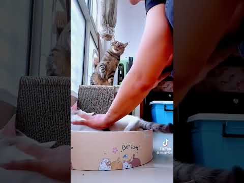 Кот понимает что надо защищать свою кошку#short #shortvideo #shortsvideo #shorts