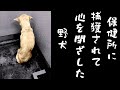 保健所に捕獲され、、、この世の終わりの如く病んでしまった野犬のリハビリ