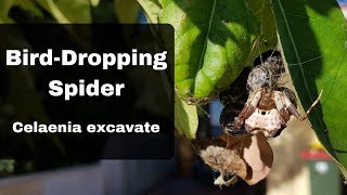 Bird Dung Spider Bird Dropping Spider Orchard Spider