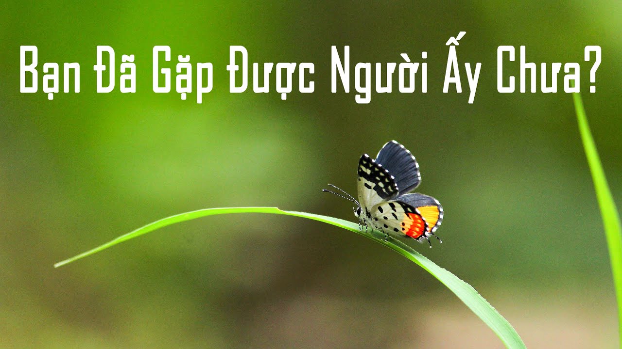 Bạn Đã Gặp Được Người Ấy Chưa?