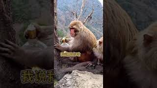 Cute Baby Monkey HAS Got Good Take Care Funny Monkey Shorts