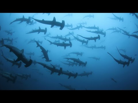 SHARK ARE AWESOME | Ocean School