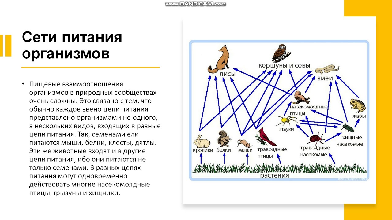 Тест по биологии 5 класс пищевые связи