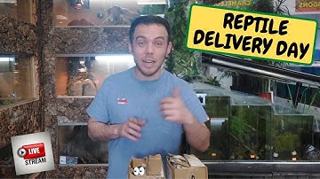 REPTILE Delivery Unboxing , Live Stream Testing, Morgan Gets Bit (Snake Island Exotics)