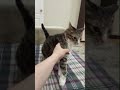 Очень Хитрый Кот #shortvideo #лехахомяков #cat #shorts