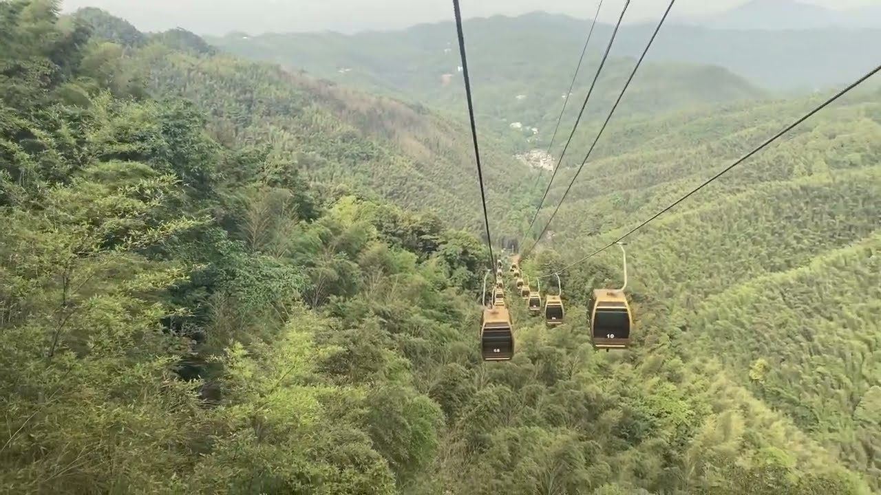 Moso Bamboo 毛竹 , モウソウチク , もうそうちく , 孟宗竹 , 맹종죽 forest of Southern Sichuan  Shunan Bamboo Sea China