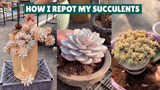 How I Repot My Succulents| Succulent Garden| 多肉植物 | 다육이들 | Suculentas