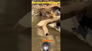 buaya dan anaconda #videoreaction #viral #shortvideo #buaya #anaconda