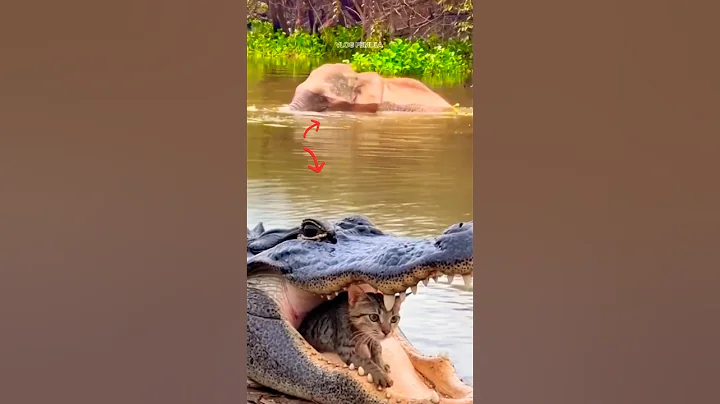 Video 11464661: cat bathing animation, cat bathing playing