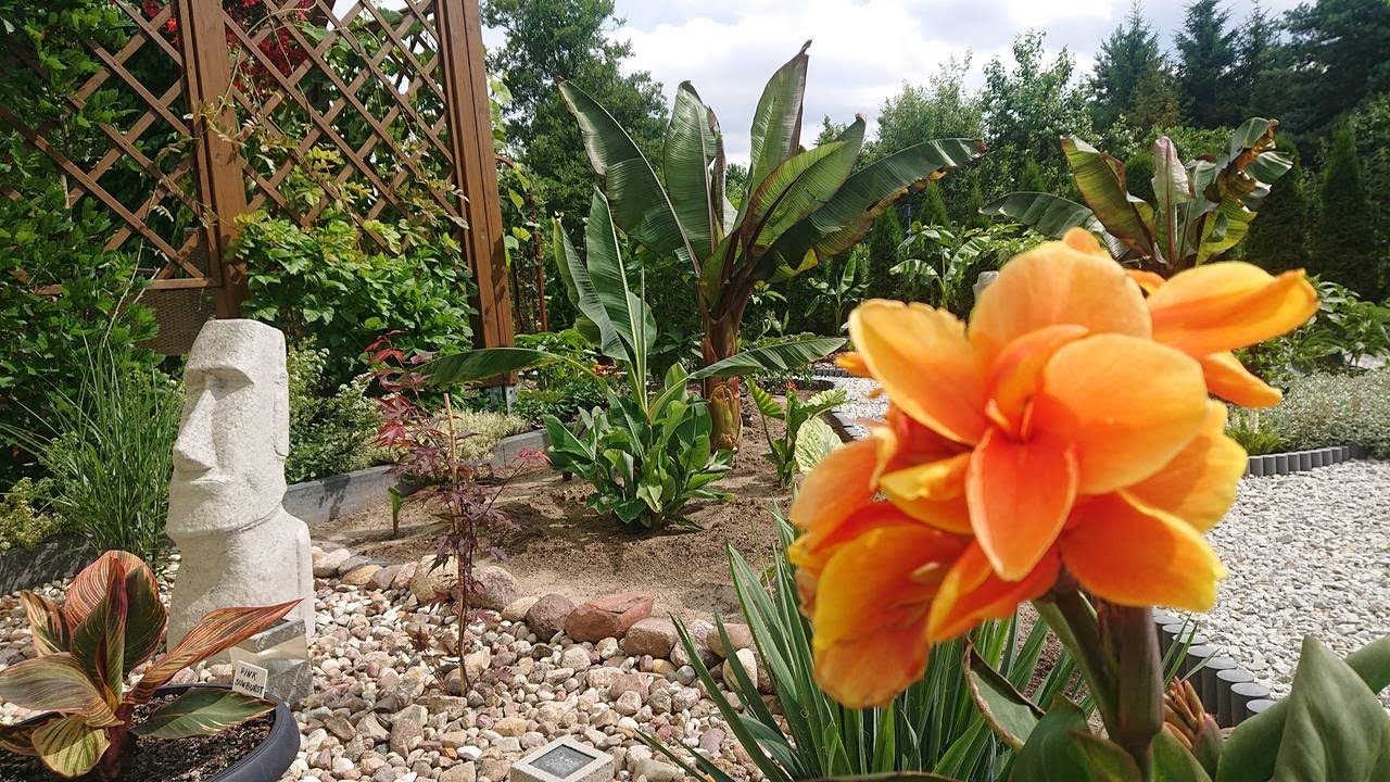 (85) Wszystkie moje kwitnące canny 😁 🌸🌿🌱