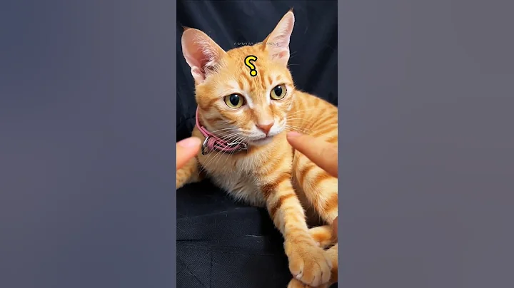 Video 11884891: cat kitten pets funnycat, cat kitten funny compilation, cats cute kittens compilation, cats funny fails compilation, cats cute kittens usa, cute kittens playing compilation, kitten toys cat cute