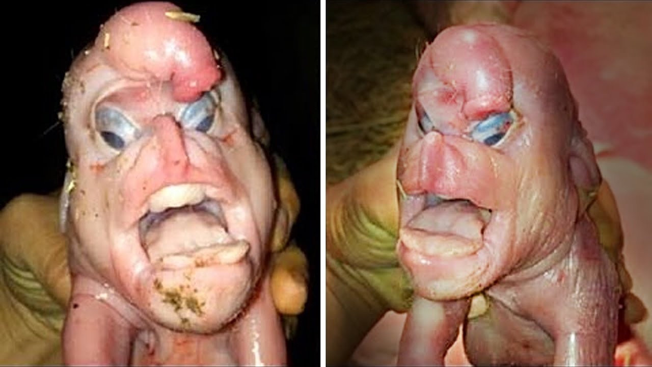 20 Hybrid Animals Created By Scientists You Won't Believe Exist