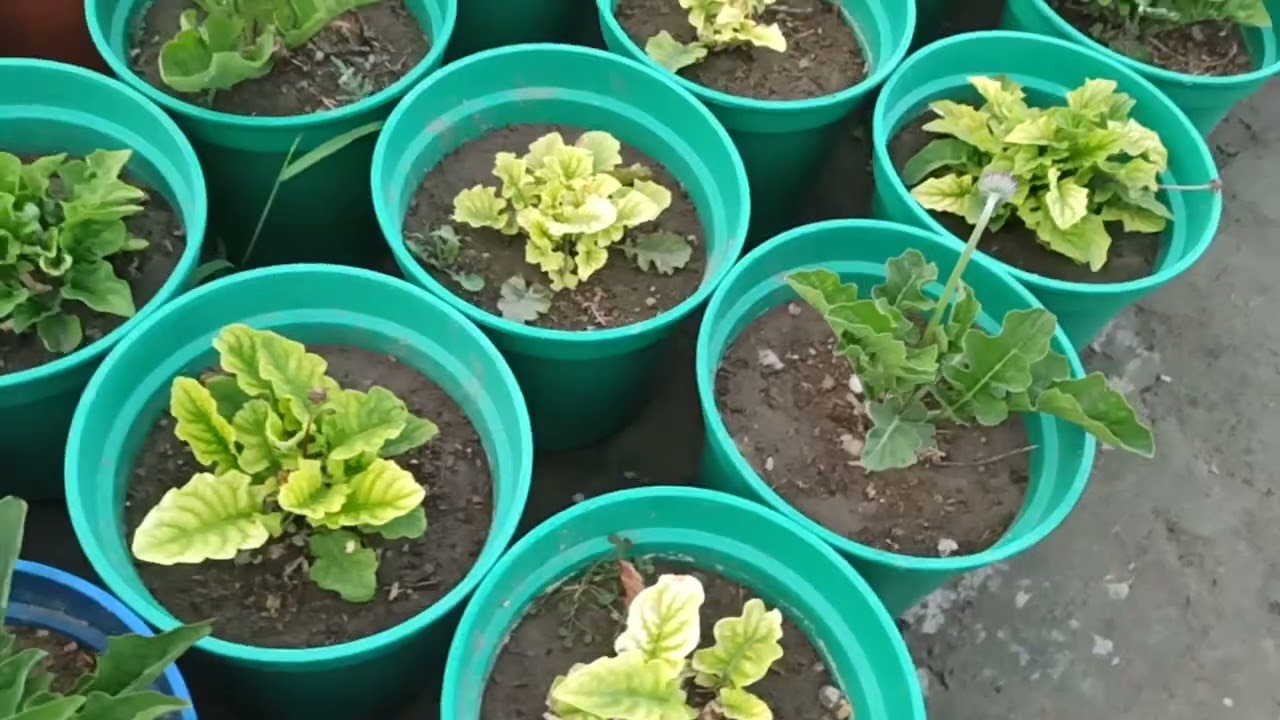 جولة في مشتل بابل لهواة الزهور بابل العراق بابل  الحلة حي الجزائر مقابل ملعب الحلة بتاريخ 22/5/2022