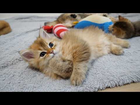 Cute kitten who wants to play and does all kinds of mischief...