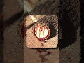 Socotra: The Mysterious Island #socotraisland #socotra #ytshorts