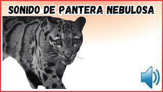 Sonido de Pantera  nebulosa