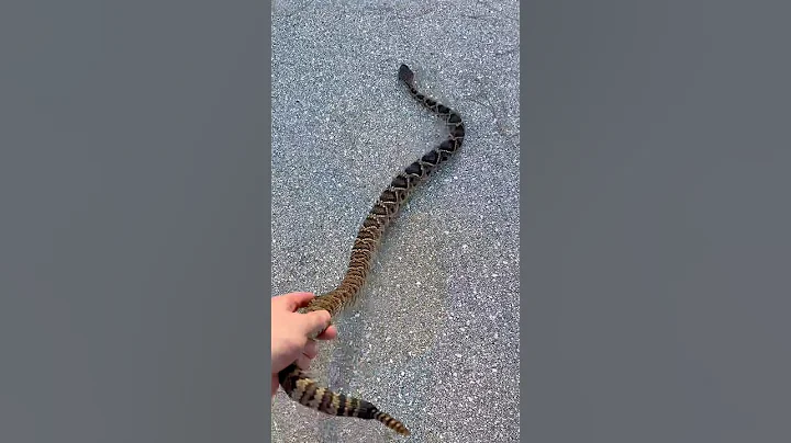 Rescuing wildlife in the Everglades! #wildlife#wildlife#everglades#nature#shorts#animals#snake#funny