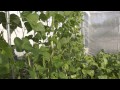 Two bars trellis for climbing vegetables simple flexible and cheap 