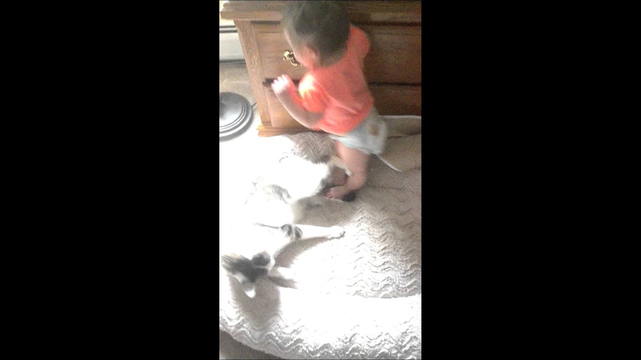 Cat kicks baby and baby fights back YouTube