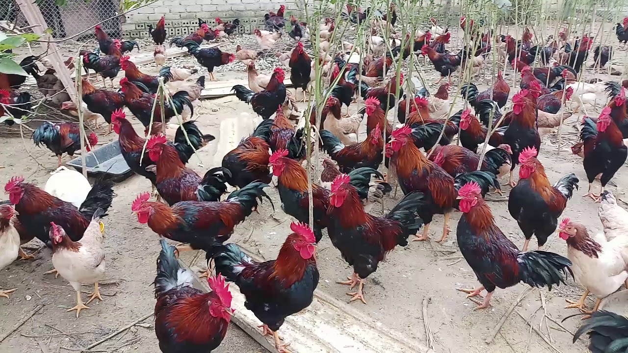 Ga Lạc Thủy Ri Hoa Binh Youtube Ga Lạc Thủy Ri Hoa Binh Youtube