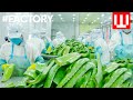 How natural cosmetics is made  organic cosmetic factory tour