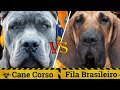 Cane Corso vs Fila Brasileiro | Cane Corso vs Brazilian Mastiff |Battle BTW banned dogs|Billa Boyka|