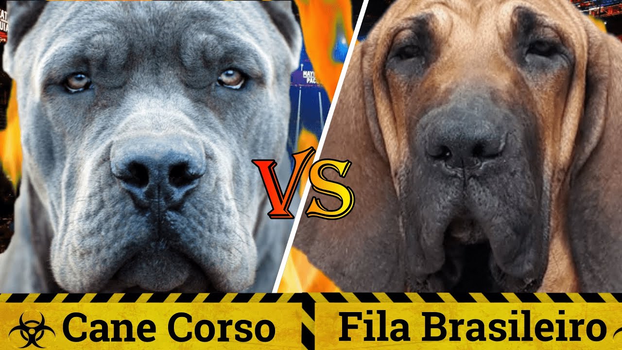 Cane Corso vs Fila Brasileiro  Cane Corso vs Brazilian Mastiff