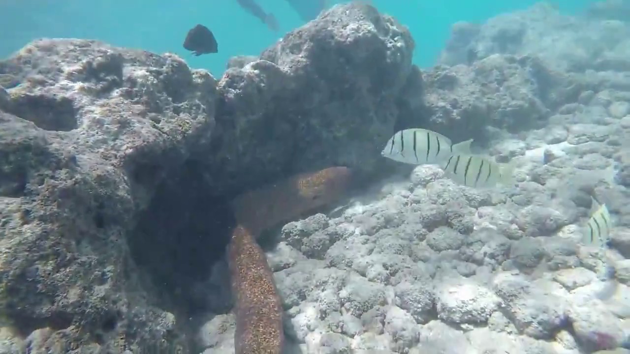 Scary Eel while snorkeling at Hanauma Bay, Oahu YouTube